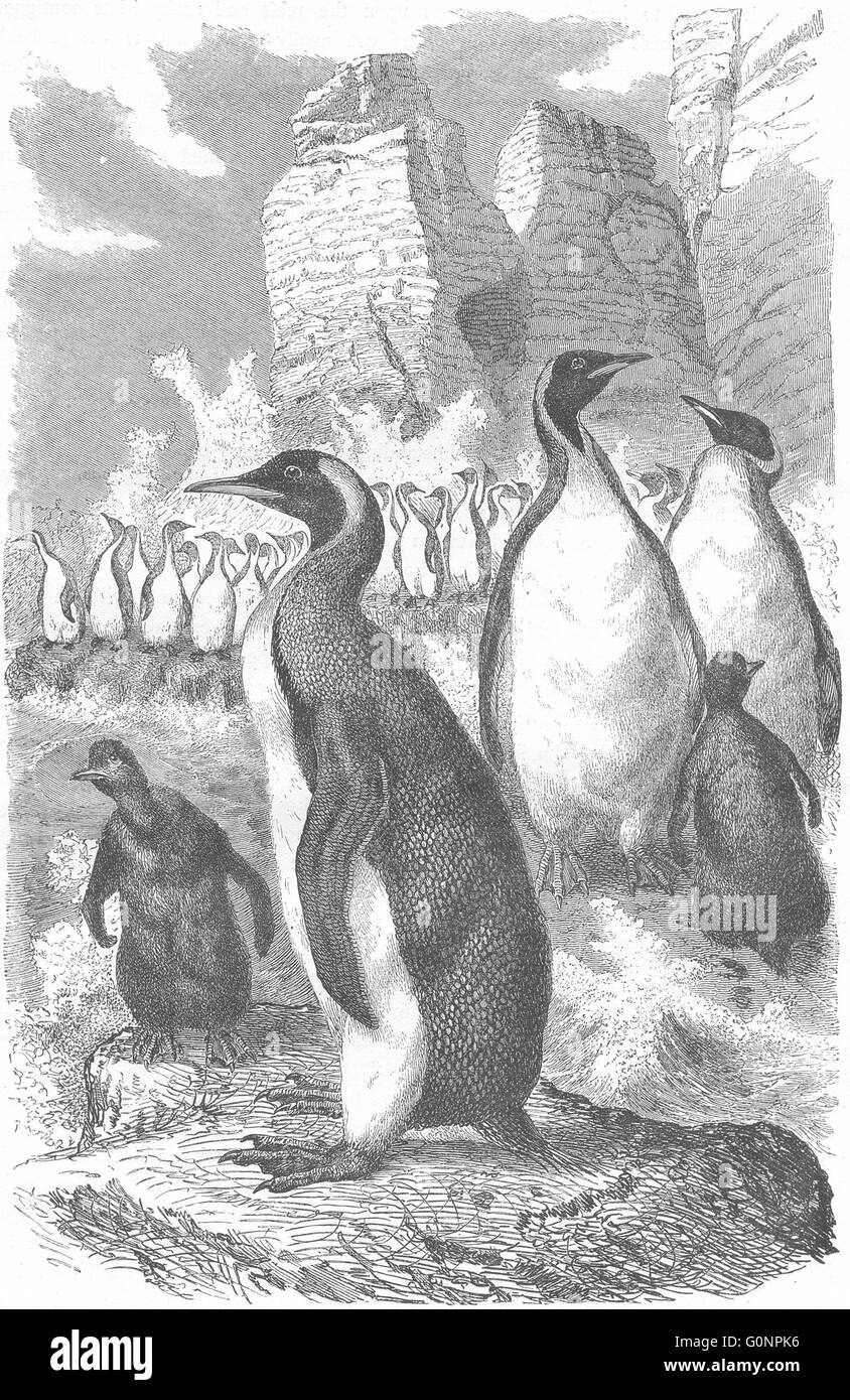 Vögel: Taucher: Pinguin: Riese, antique print c1870 Stockfoto