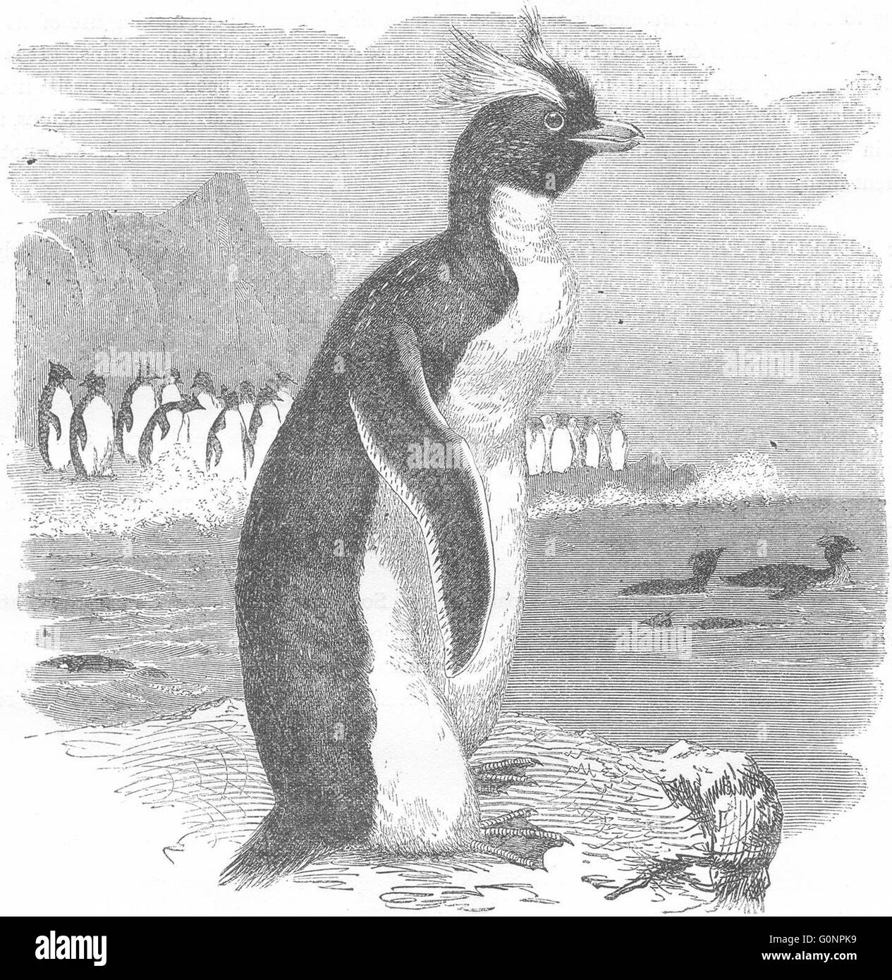 Vögel: Taucher: Pinguin: Golden Crested, antiken print c1870 Stockfoto