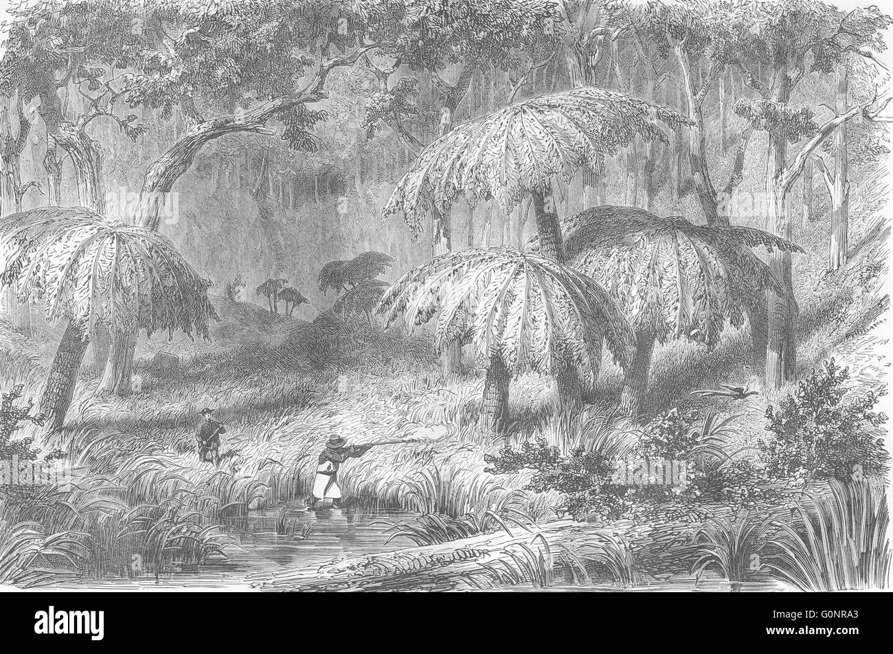 Australien: Shooting Lyra-Vogel-Eukalyptus Farne, print 1870 Antik Stockfoto