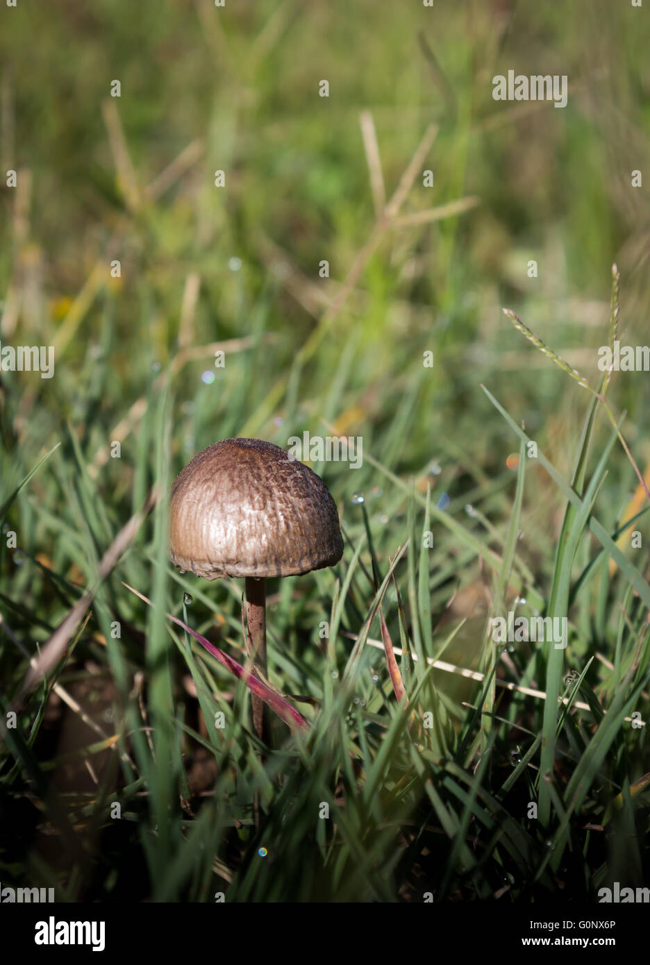Einzelne kleine braune Pilz in Dew Drop lange Grashalme Stockfoto