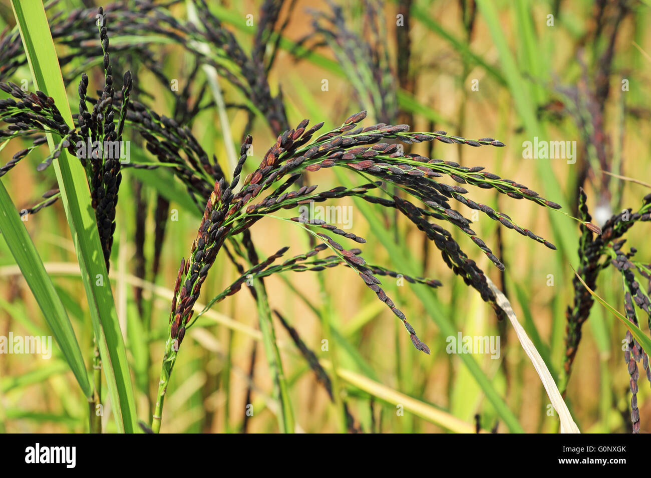 Nahaufnahme von Hybrid-Reis Paddy Pflanze Stiel mit Körnern aus Indien. Stockfoto