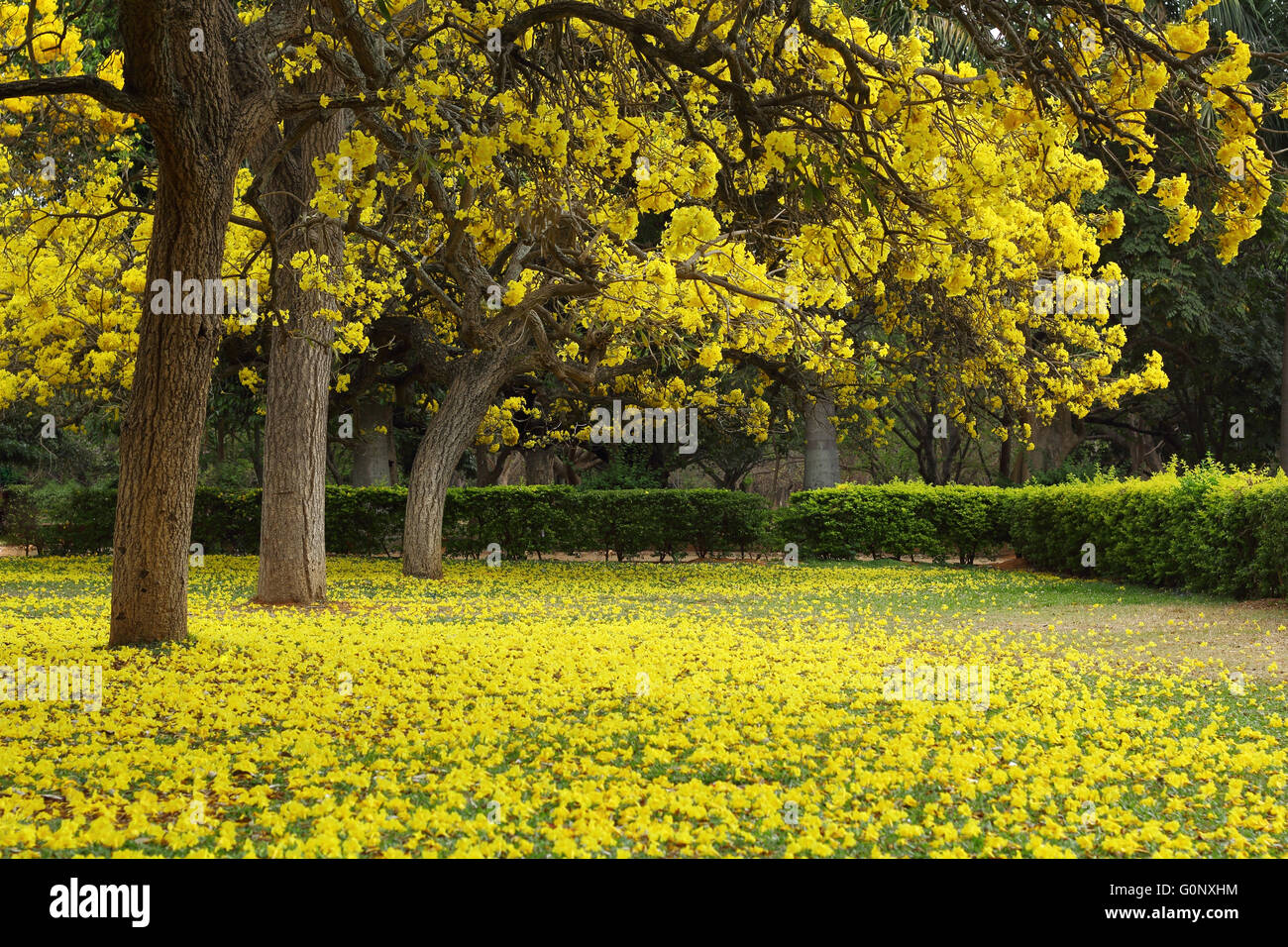 Tabebuia Argentea Bäume voll bedeckt mit gelben Blüten zu Beginn des Sommers. Familie: Catalpa Stockfoto
