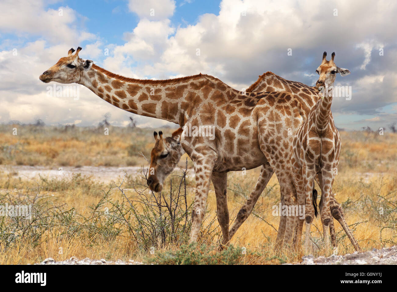 Giraffe mit Kalb Grazzing auf Baum im Etosha Nationalpark, Ombika, Kunene, Namibia, Tierfotografie Stockfoto