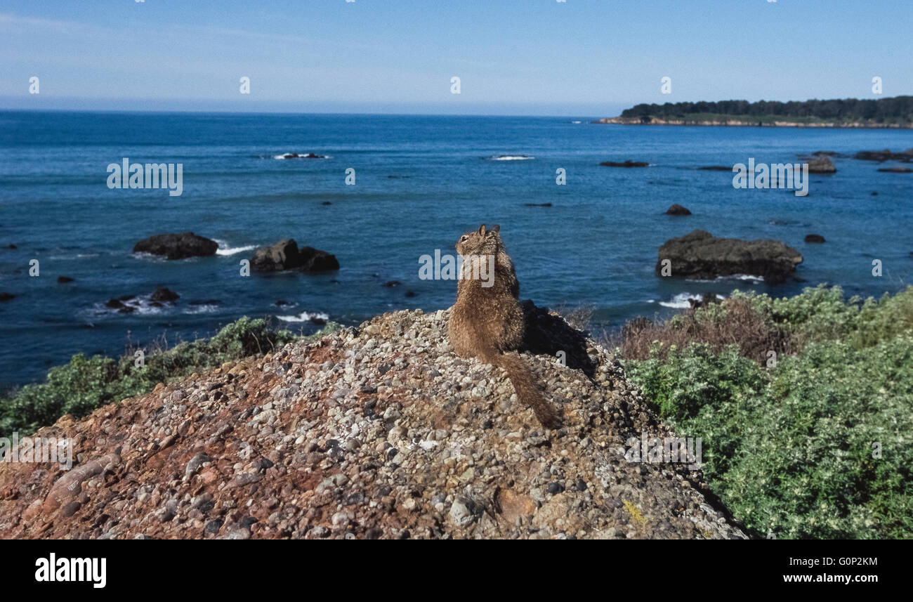 Ein California Grundeichhörnchen (Spermophilus Beecheyi) schaut zum Pazifischen Ozean aus Felsen am Morro Bay entlang der zentralen Küste von Kalifornien, USA. Diese Nagetiere oft ihre Höhlen in felsigen Outcroppings entlang der Küste machen und werden häufig von Touristen besucht diese malerische Gegend des Staates gesehen. Stockfoto
