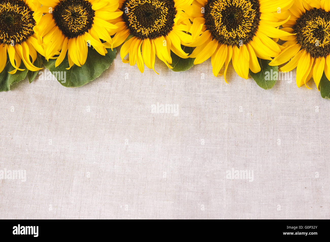 Gelbe Sonnenblumen Raum Hintergrund, selektive kopieren konzentrieren, Muskelaufbau Stockfoto