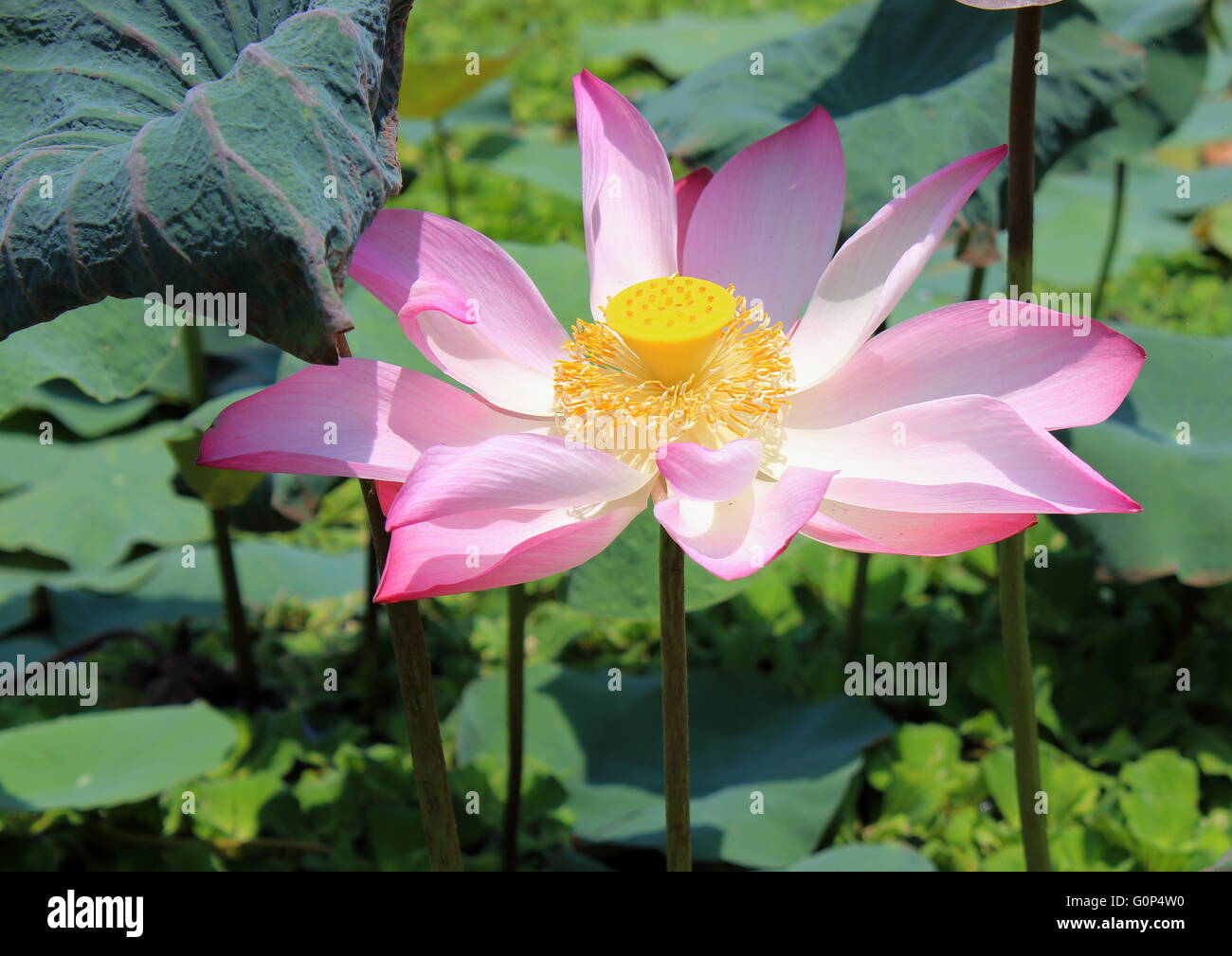 Ein einziger rosa Lotus Nelumbo Nucifera, in einem Teich voller invasive Pflanzen. Stockfoto
