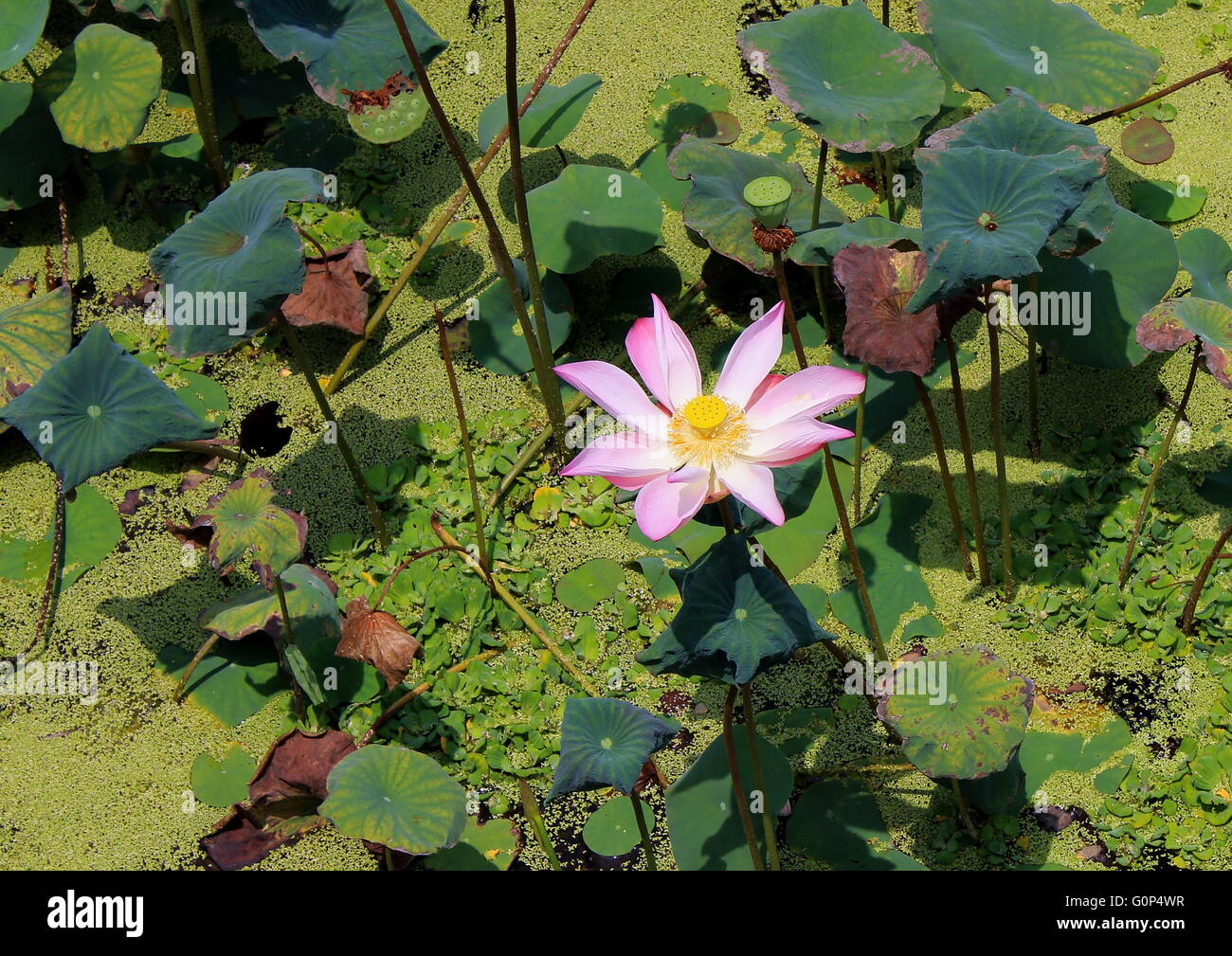 Ein einzelnes pink Lotus, Nelumbo Nucifera, in einem Teich voller grünen Wasserlinsen und andere aquatische Pflanzen. Stockfoto