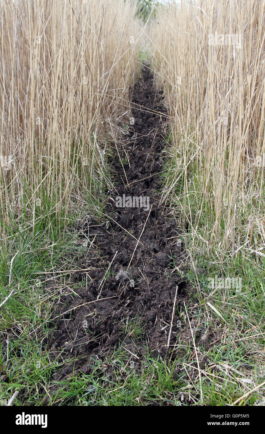Hirsche laufen und Spuren im Schilf Fowlmere Fen Cambridgeshire Stockfoto