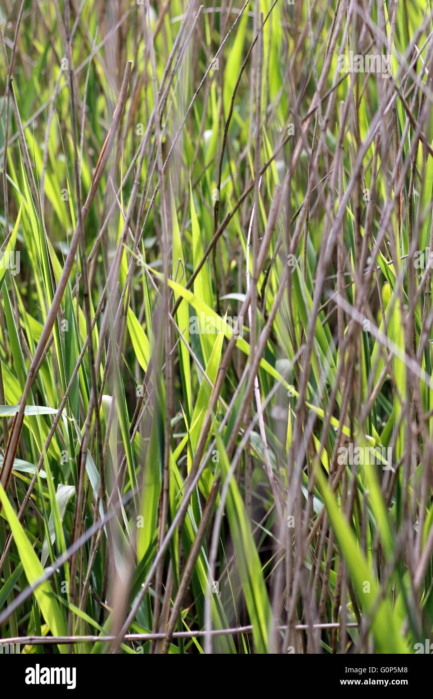 Frühlings-Segge Reed Wachstum Fowlmere Fen RSPB Naturschutzgebiet, Cambridgeshire Stockfoto