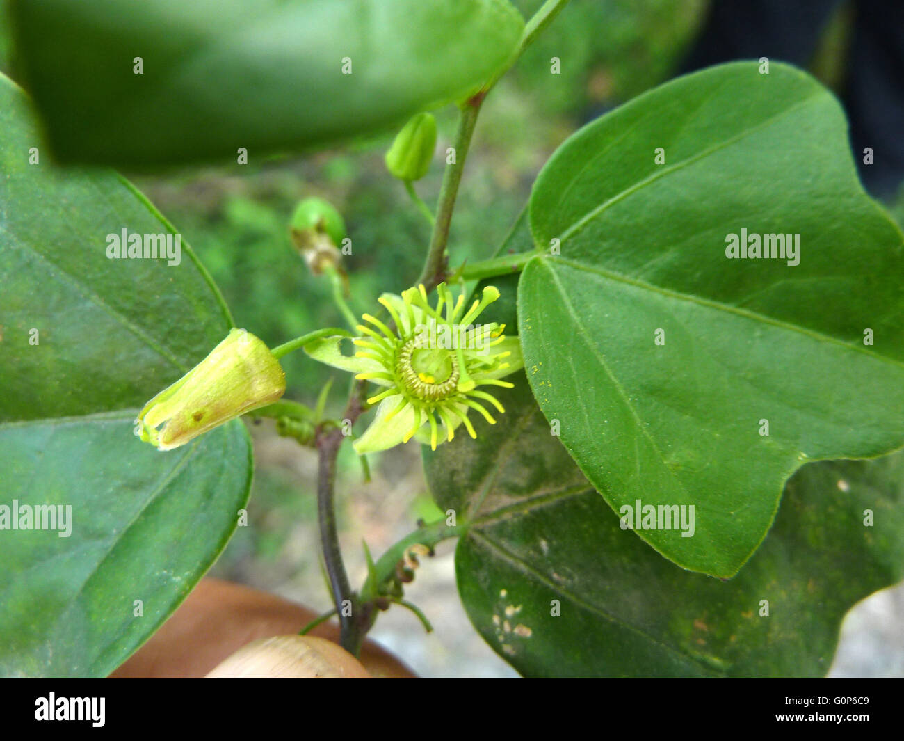 Passiflora Suberosa, Corkystem Passionsblume, krautige Weinstock mit drei gelappten Blättern und kleinen grünen Blüten Blütenblätter fehlt Stockfoto