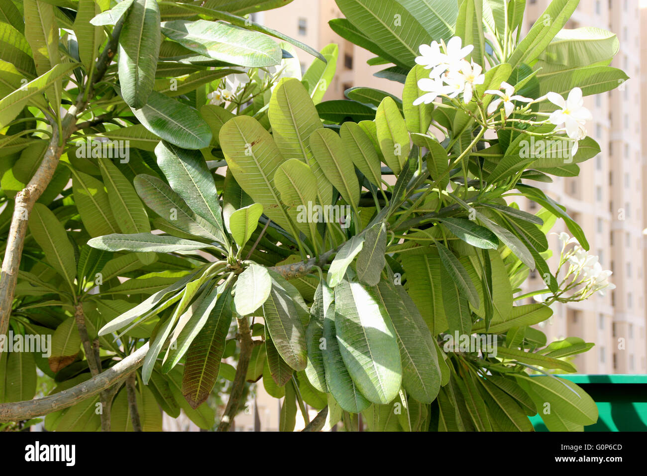 Plumeria Obtusa, Singapur Friedhof Blume, immergrünen Kleinbaum mit eiförmig-Spatel Blättern und duftenden weißen Blüten Stockfoto