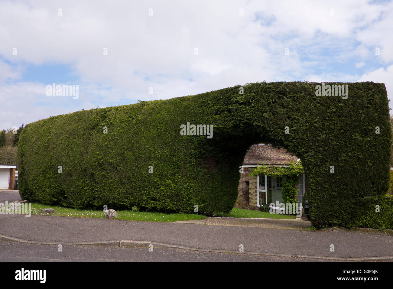 Grün Leylandii komplett verdeckt vor Haus im Dorf Tatsfield in Surrey UK Stockfoto