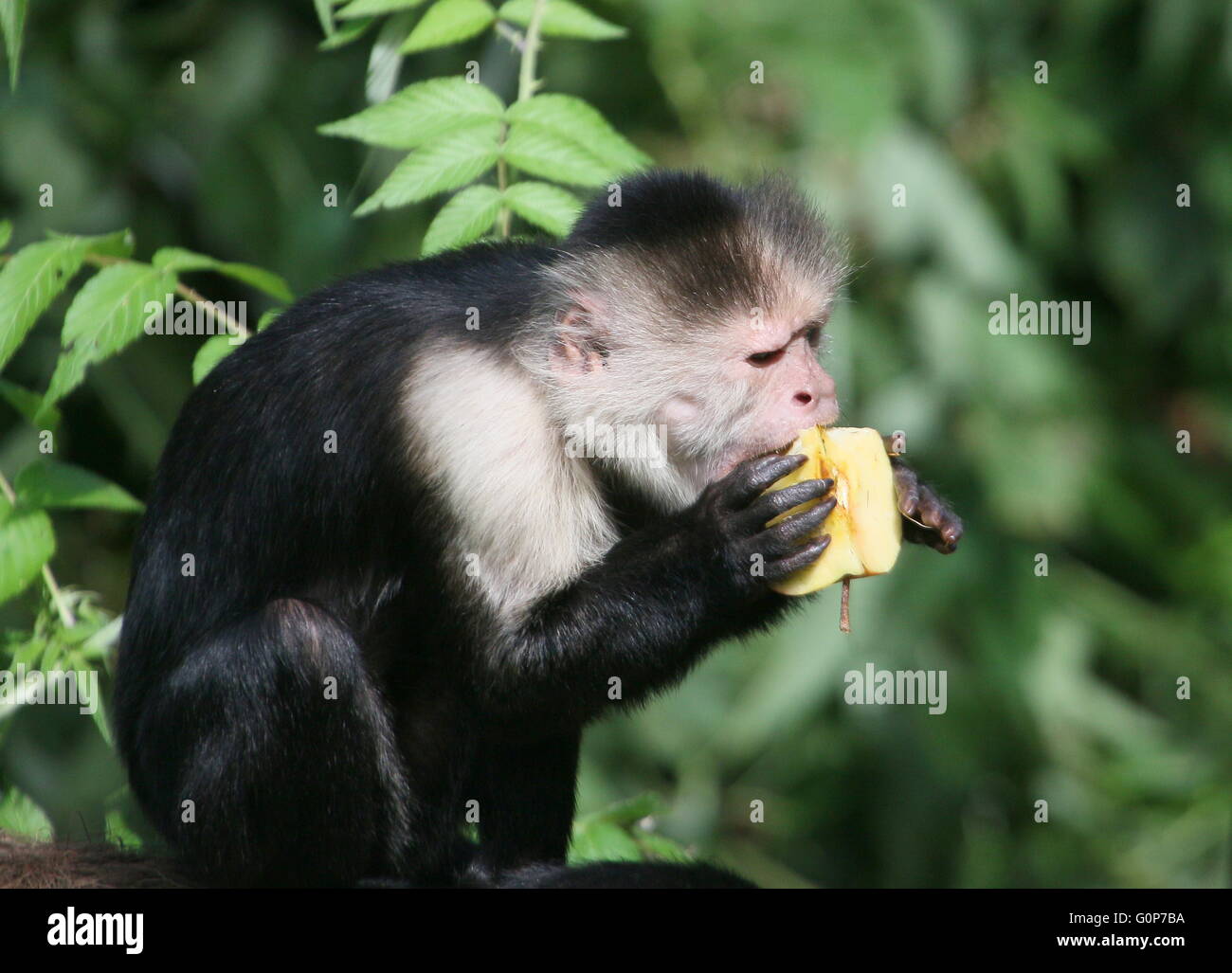 Central American White leitete Kapuziner Affen (Cebus Capucinus) Früchte zu essen. Aka throated weiß konfrontiert oder weiß Kapuziner Stockfoto