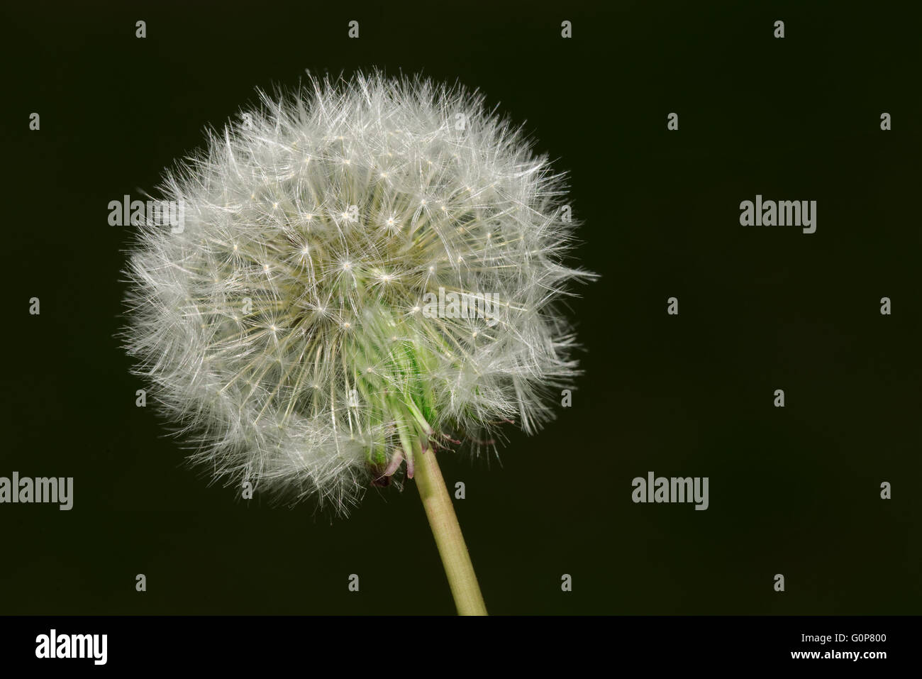 Löwenzahn Samen Blume Birne Ausschnitt Stockfoto
