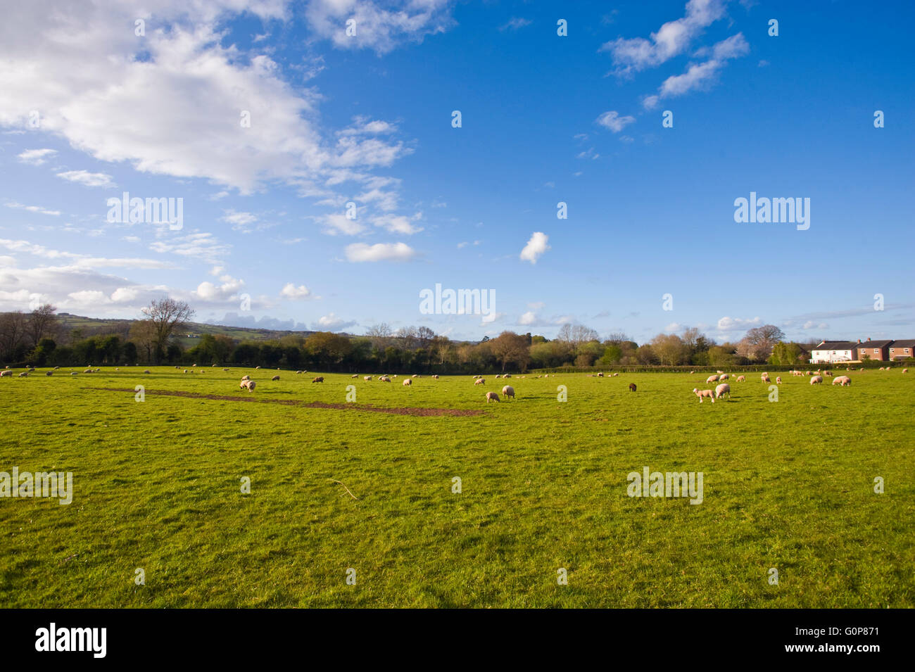 Grünen Wiese in Hay-on-Wye wo Persimmon Häuser für die Baugenehmigung, 80 neue bauen angewendet haben Häuser auf dem Land, die derzeit für die weidenden Schafen verwendet. Die Website ist Teil des Brecon Beacons National Park. Stockfoto