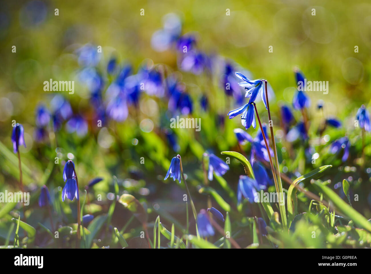 Scilla Siberica oder sibirischer Blaustern Blumen gegen Sonnenlicht, geringe Schärfentiefe Stockfoto