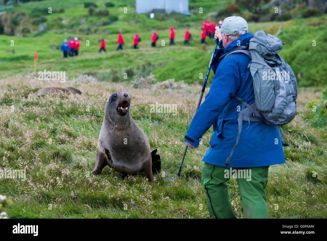 Neuseeland, Auckland-Inseln, Süd Pazifik, Enderby Insel, Sandy Bay. Neuseeland Seelöwe (Phocarctos Hookeri). Stockfoto