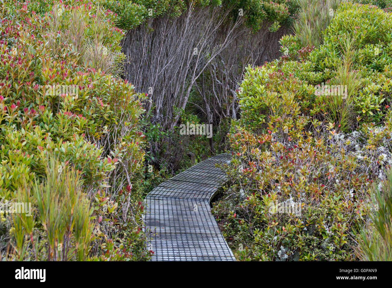 Neuseeland, Auckland-Inseln, unbewohnte Inselgruppe im Südpazifik, Enderby Insel. Erhöhten Holzweg zu schützen Stockfoto