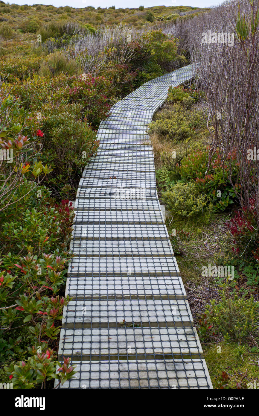 Neuseeland, Auckland-Inseln, unbewohnte Inselgruppe im Südpazifik, Enderby Insel. Erhöhten Holzweg zu schützen Stockfoto