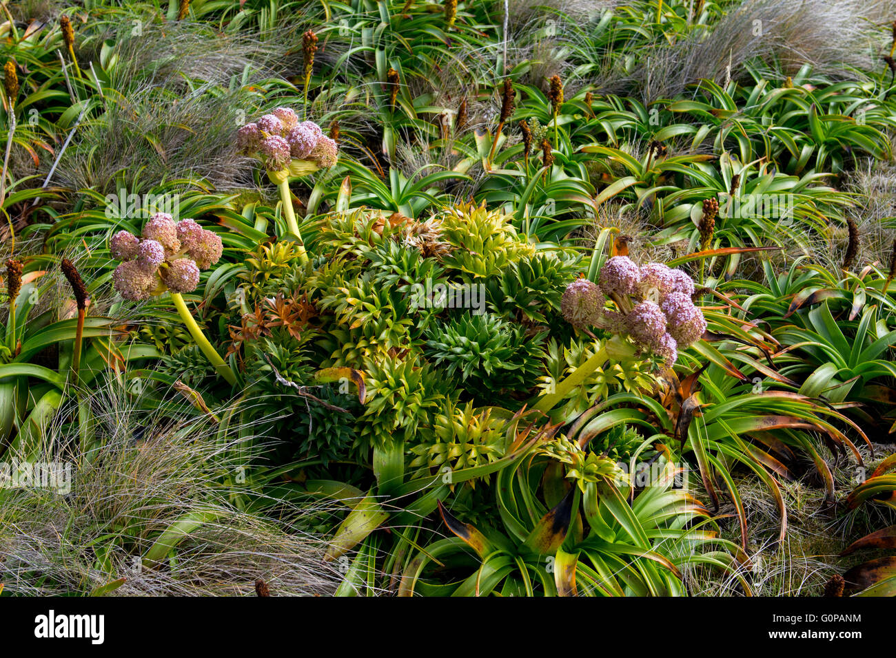 Neuseeland, Auckland-Inseln, unbewohnte Inselgruppe im Südpazifik, Enderby Insel. Megaherbs, rosa Anisotome. Stockfoto