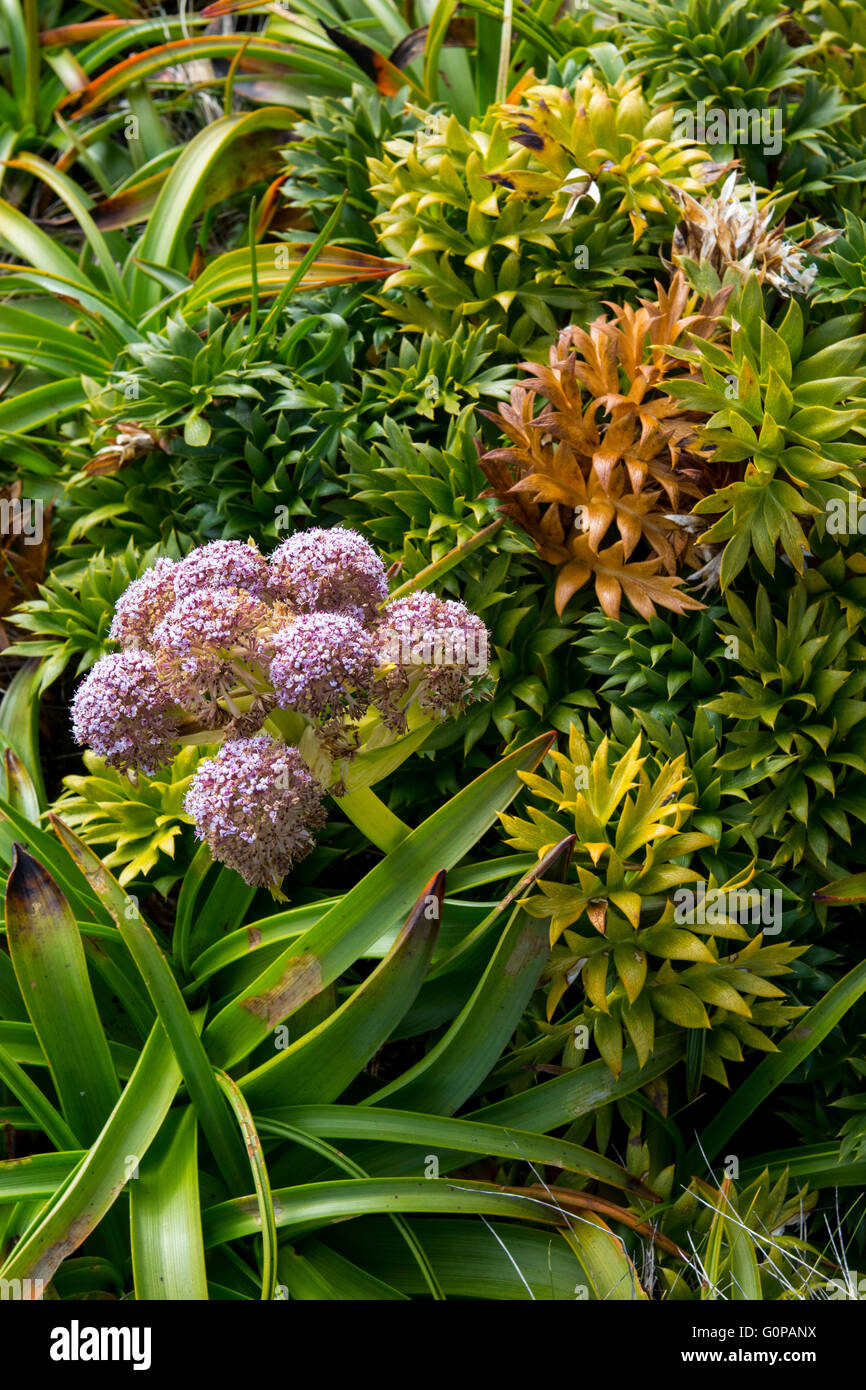 Neuseeland, Auckland-Inseln, unbewohnte Inselgruppe im Südpazifik, Enderby Insel. Megaherbs, rosa Anisotome. Stockfoto