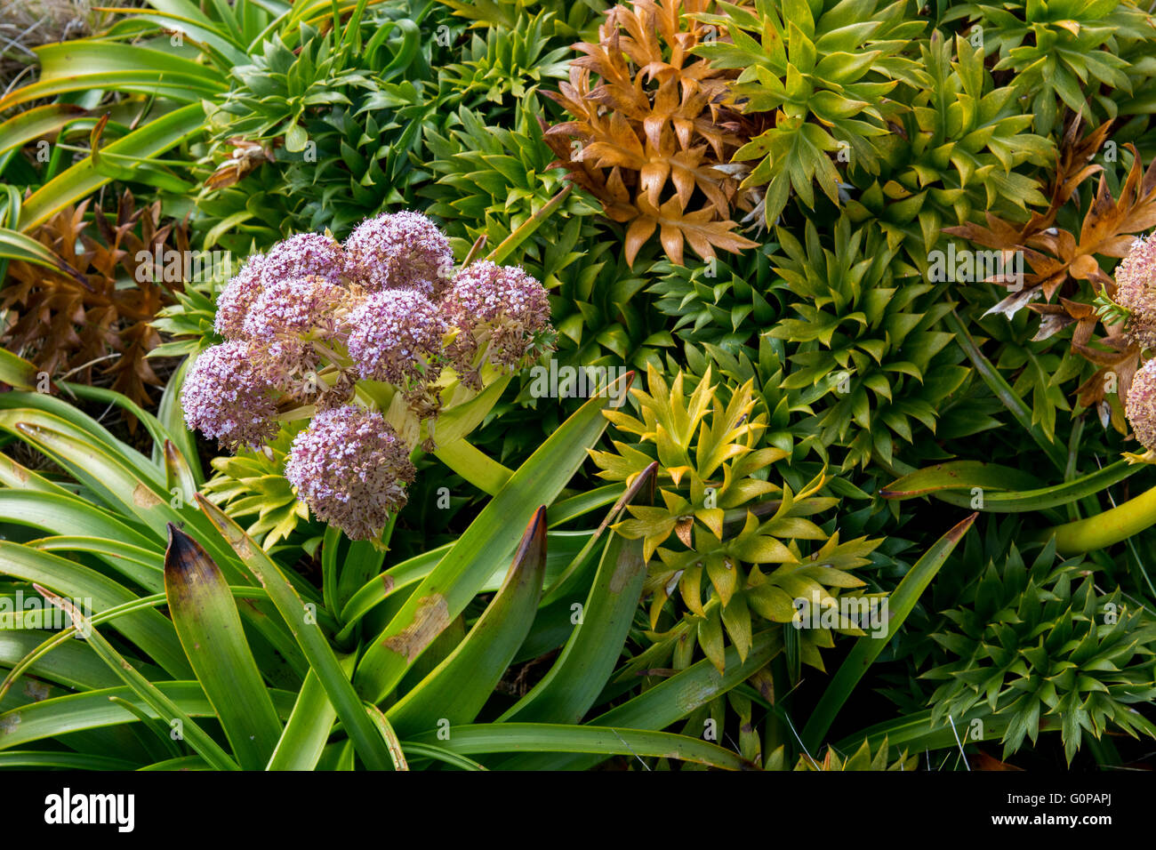 Neuseeland, Auckland-Inseln, unbewohnte Inselgruppe im Südpazifik, Enderby Insel. Megaherbs, rosa Anisotome. Stockfoto