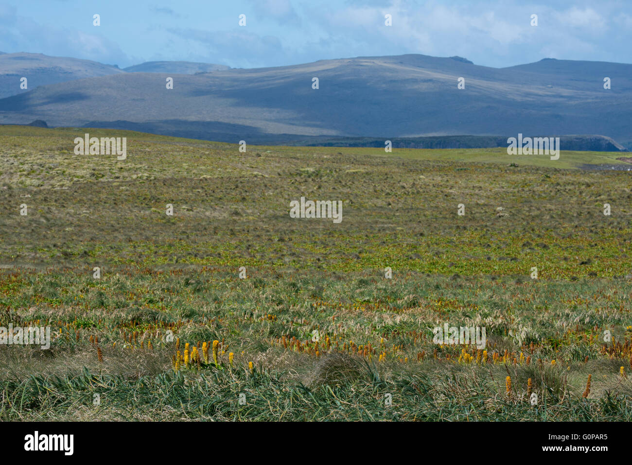 Neuseeland, Auckland-Inseln, unbewohnte Inselgruppe im Südpazifik, Enderby Insel. Die Landschaft der Insel. Stockfoto