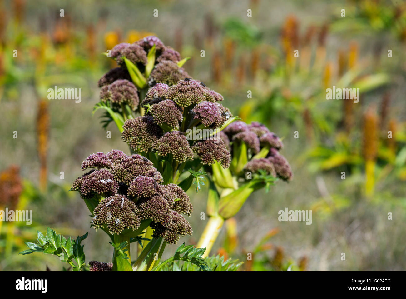 Neuseeland, Auckland Islands, unbewohnte Inselgruppe im Südpazifik, enderby Insel. megaherbs, Rosa anisotome. Stockfoto