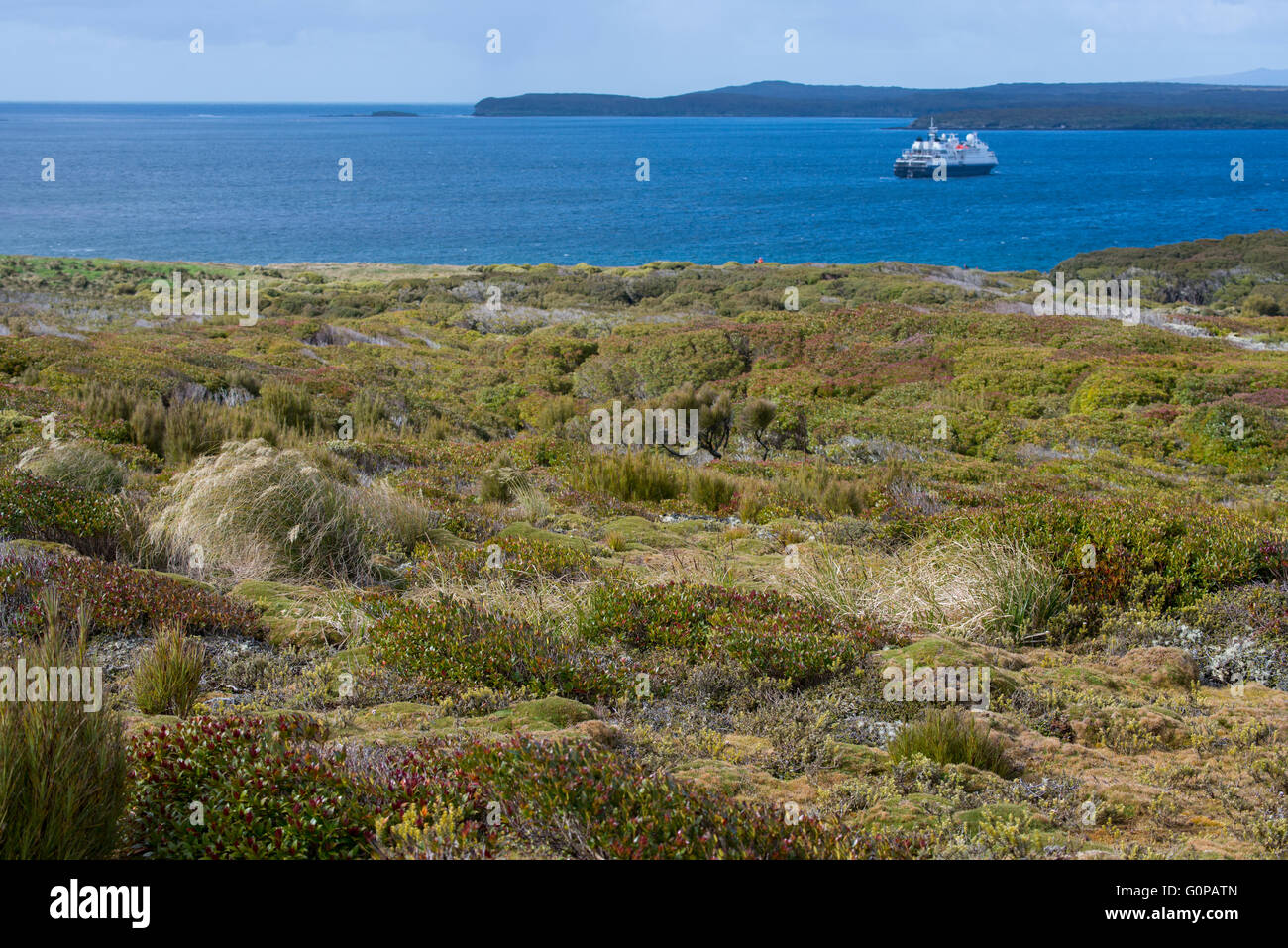 Neuseeland, Auckland Islands, unbewohnte Inselgruppe im Südpazifik, enderby Insel. silversea Expeditionsschiff. Stockfoto