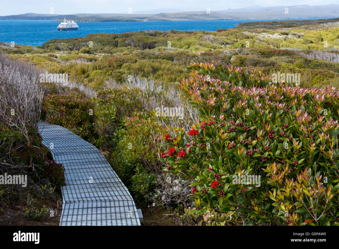 Neuseeland, Auckland Islands, unbewohnte Inselgruppe im Südpazifik, enderby Insel. angehoben Holz- Pfad. Stockfoto