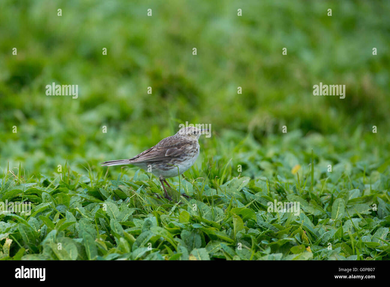 Neuseeland, Auckland-Inseln, unbewohnte Inselgruppe im Südpazifik, Enderby Insel. New Zealand Pieper. Stockfoto