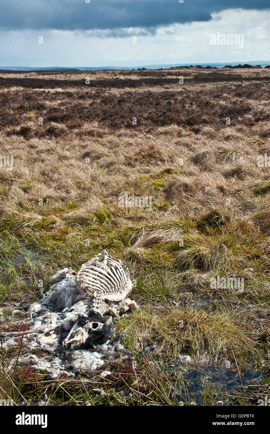 Schaf, Mutterschaf, tot, verstorbenen, leblos, steif, zersetzt, verrottete, faul, verfallene, faulig, fäulnisveränderten, stinkenden, Rippen, Brustkorb, Schädel Stockfoto
