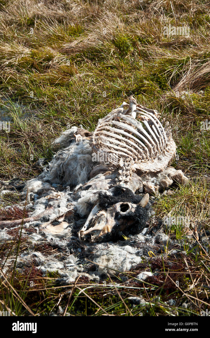 Schaf, Mutterschaf, tot, verstorbenen, leblos, steif, zersetzt, verrottete, faul, verfallene, faulig, fäulnisveränderten, stinkenden, Rippen, Brustkorb, Schädel Stockfoto
