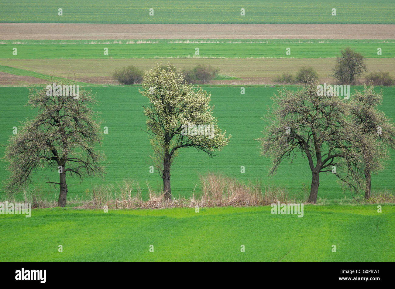 Hügelige onduliert keimenden grün Frühling Felder niedriger Schlesien Polen Stockfoto