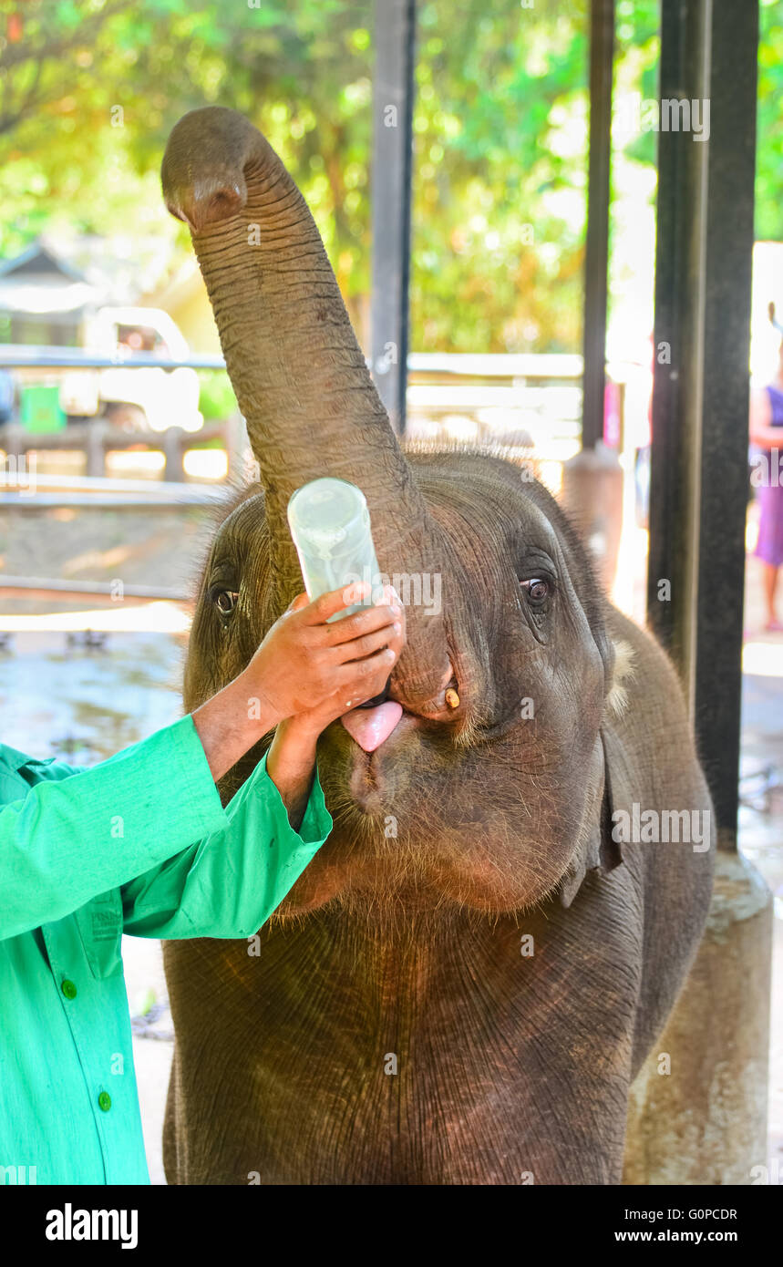 Verwaiste Baby-Elefant wird füttern mit Milch in Pinnawala Elephant Orphanage, Sri Lanka. Stockfoto