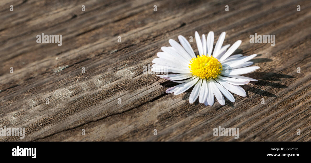 Kleine wilde Pflanze über hölzerne verwitterte Hintergrund. Makroaufnahme Stockfoto