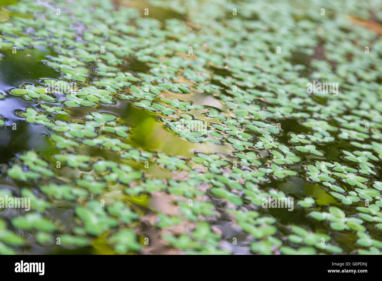 Closeup Wasserlinsen in Wasser mit Reflexion Stockfoto