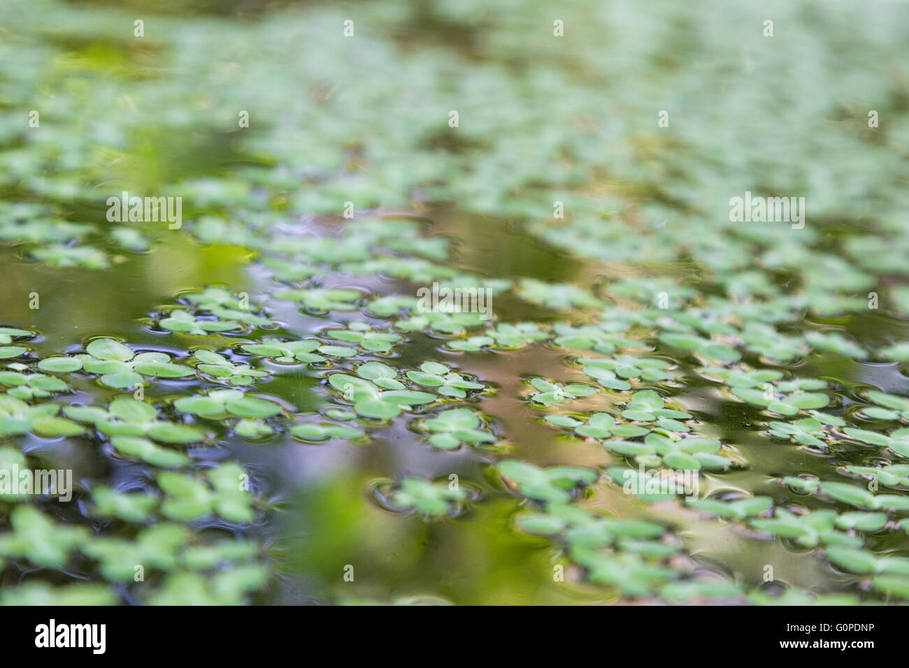 Closeup Wasserlinsen in Wasser mit Reflexion Stockfoto