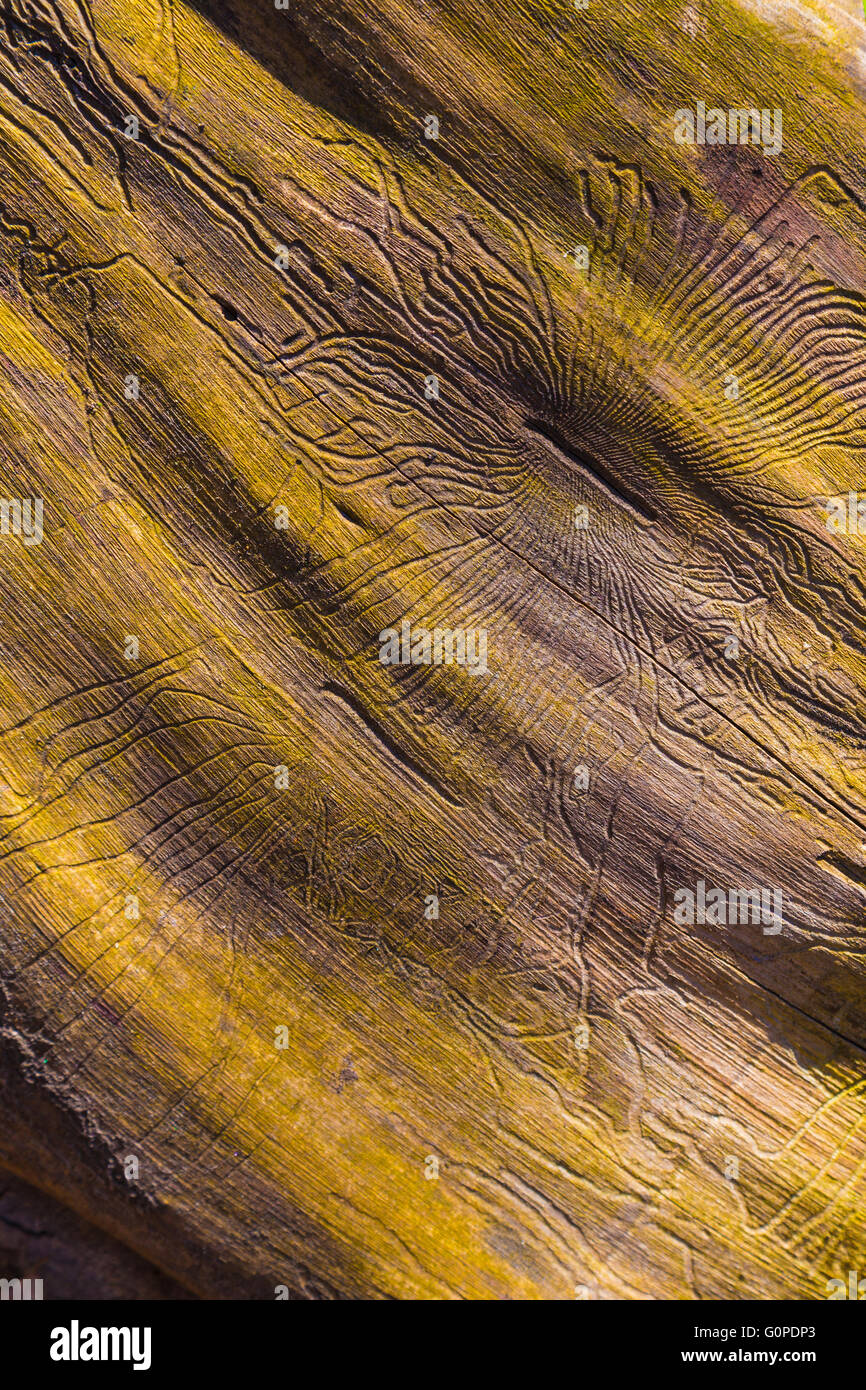 Closeup Wurmloch im Holz. abstrakte Details mit Textur Stockfoto