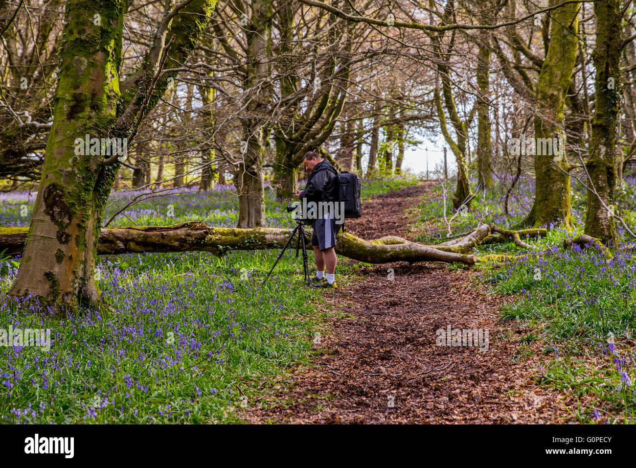 Cardiff, Wales, UK. 3. Mai 2016. Die jährliche Anzeige der Glockenblumen baut die Wenallt Woods in Rhiwbina in Cardiff, heute 3. Mai 2016 erhellen. Bildnachweis: Chris Stevenson/Alamy Live-Nachrichten Stockfoto