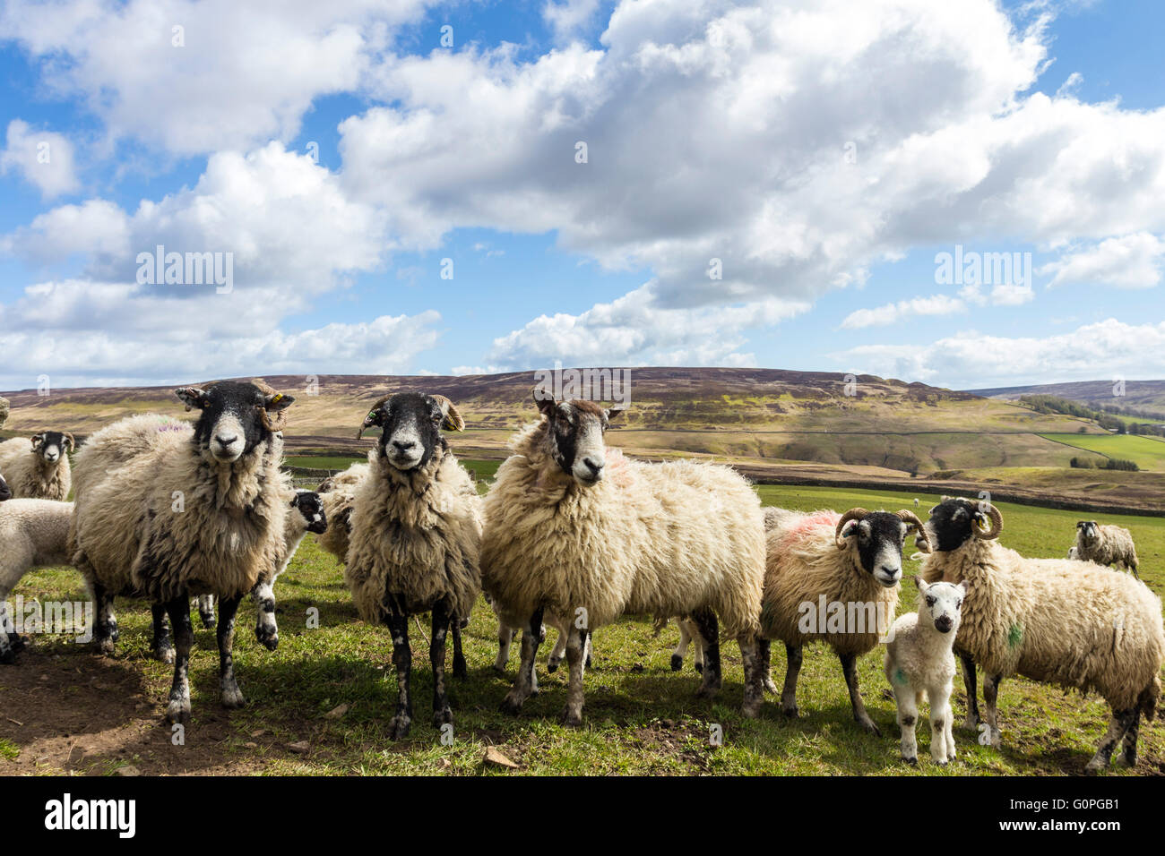 North Pennines, Teesdale, County Durham UK. Dienstag, 3. Mai 2016. Großbritannien Wetter. Das kühle Wetter setzt sich in Nordengland, wo Bauern noch zusätzliche Futtermittel wie Heu und Silage für einige Tiere zur Verfügung stellen. Die Tiere kennen ihre Fütterungszeiten und jemanden vorbei ist manchmal mit Schafen in der Hoffnung auf einen frühen Feed getroffen. Bildnachweis: David Forster/Alamy Live-Nachrichten Stockfoto