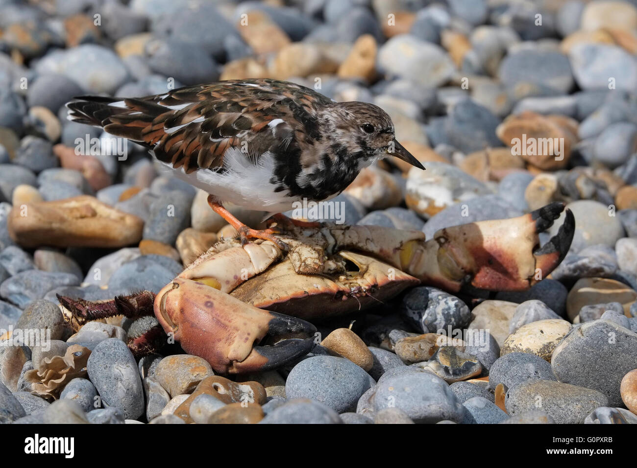 Ruddy Steinwälzer Vogel am Kiesstrand in Sheringham, North Norfolk, england Stockfoto
