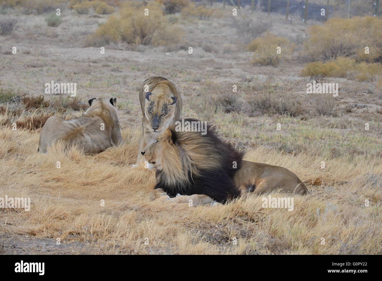 Löwen in der Liebe in Südafrika Stockfoto
