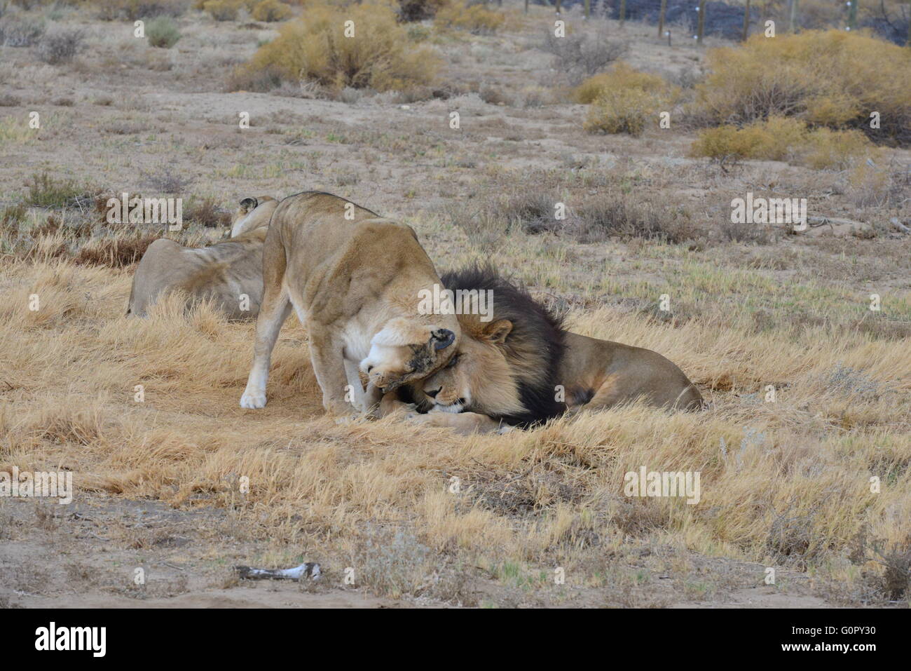 Löwen in der Liebe in Südafrika Stockfoto