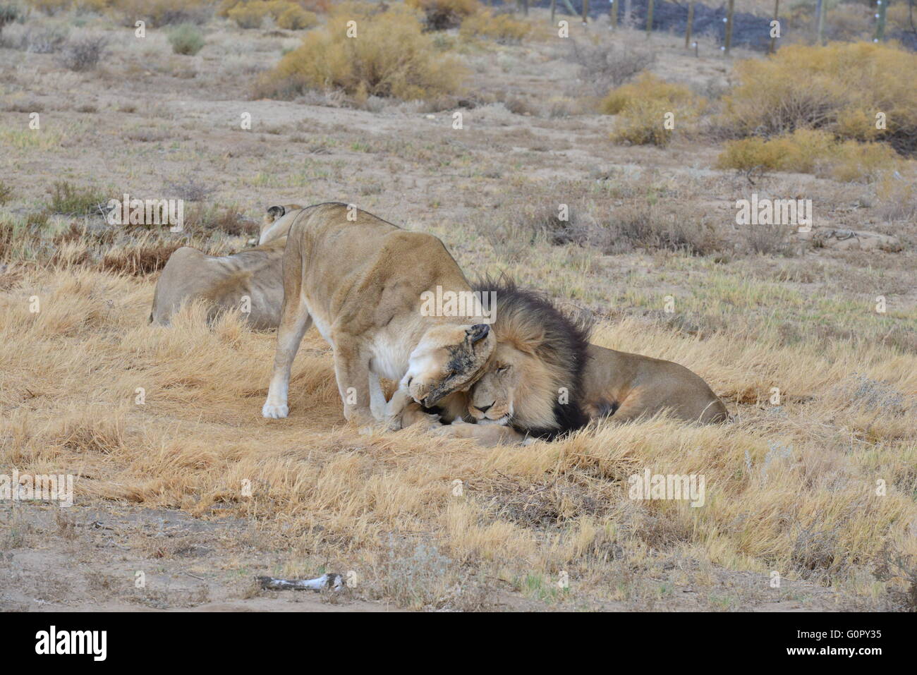 Löwen in der Liebe in Südafrika Stockfoto