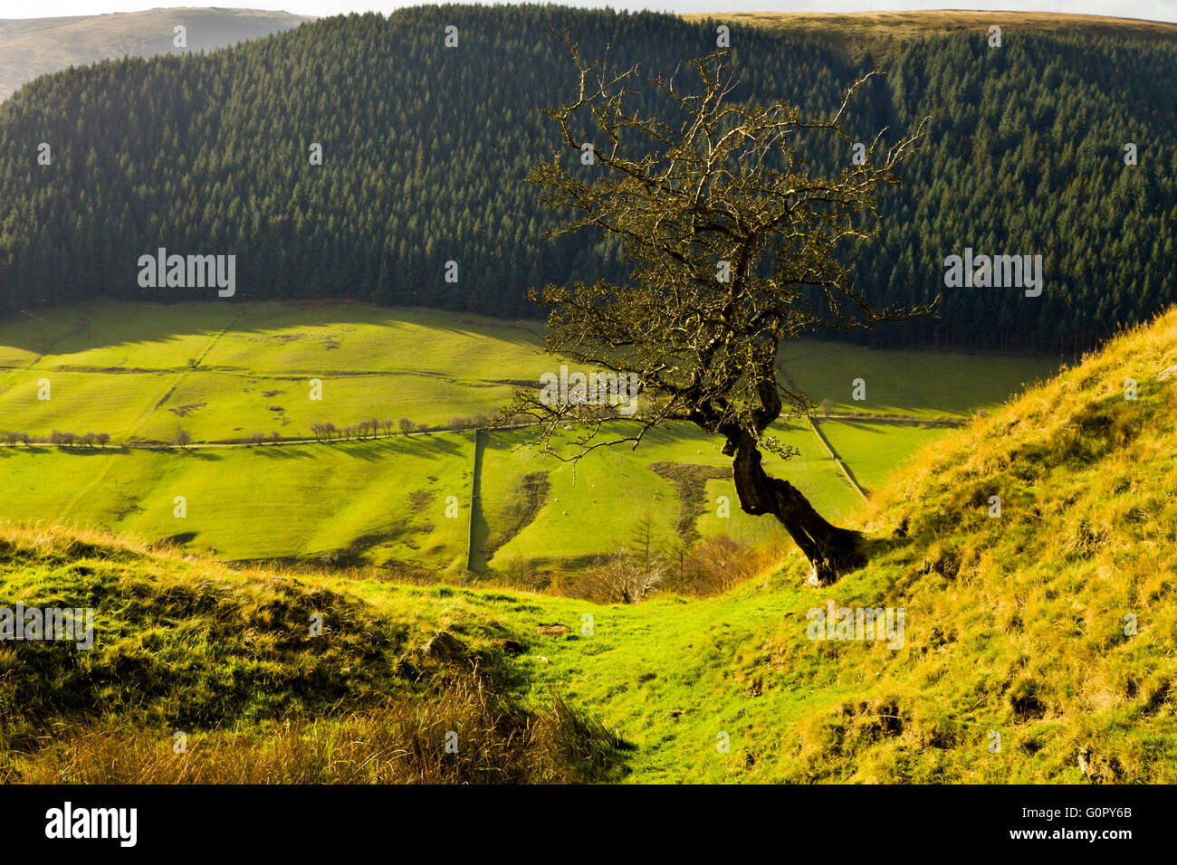 Ein Baum am Rande des Moors in The Derwent-Hochtal in Derbyshire Peaks England UK Stockfoto