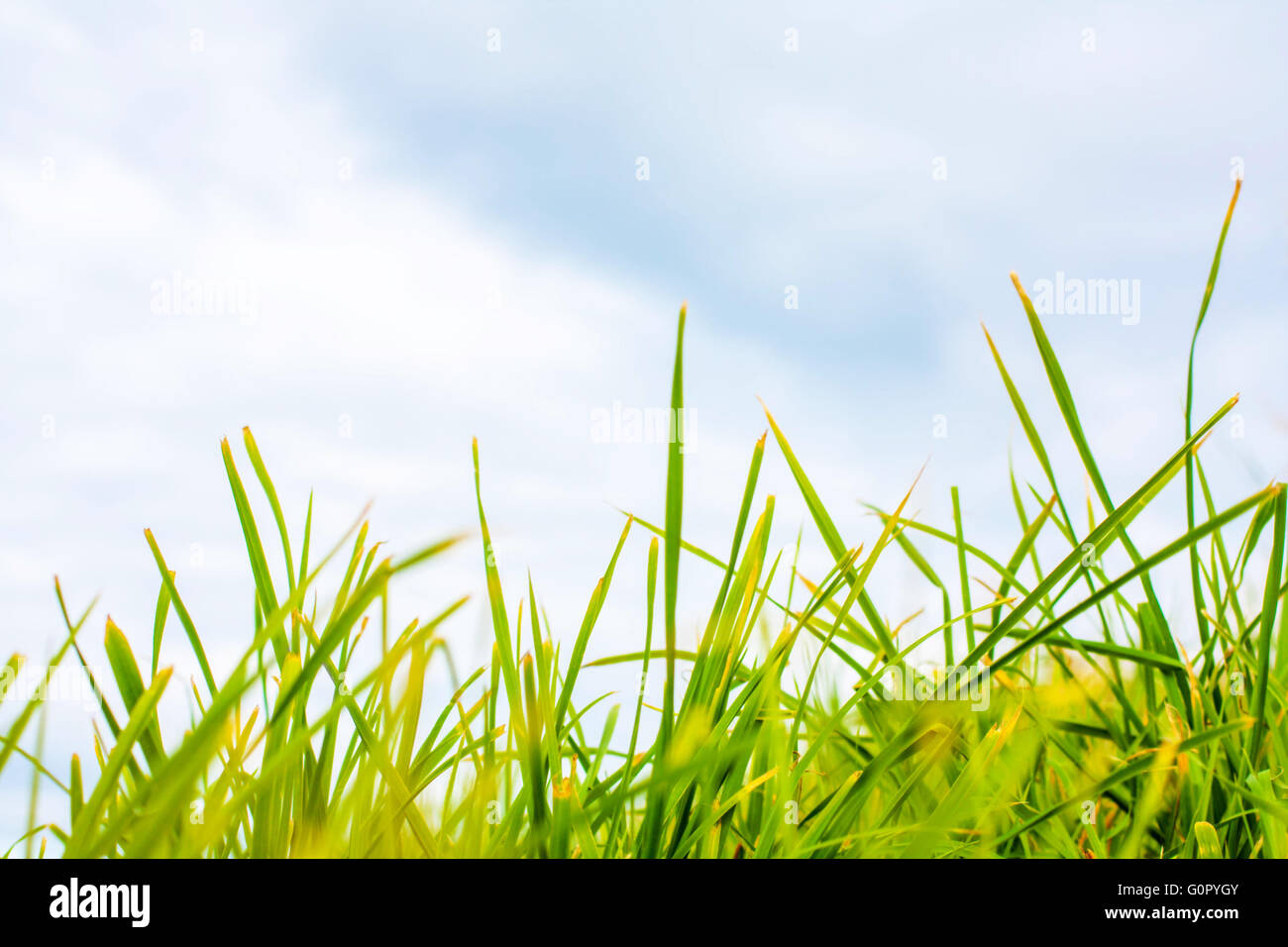 Schöner Hintergrund mit grünen Rasen hautnah Stockfoto
