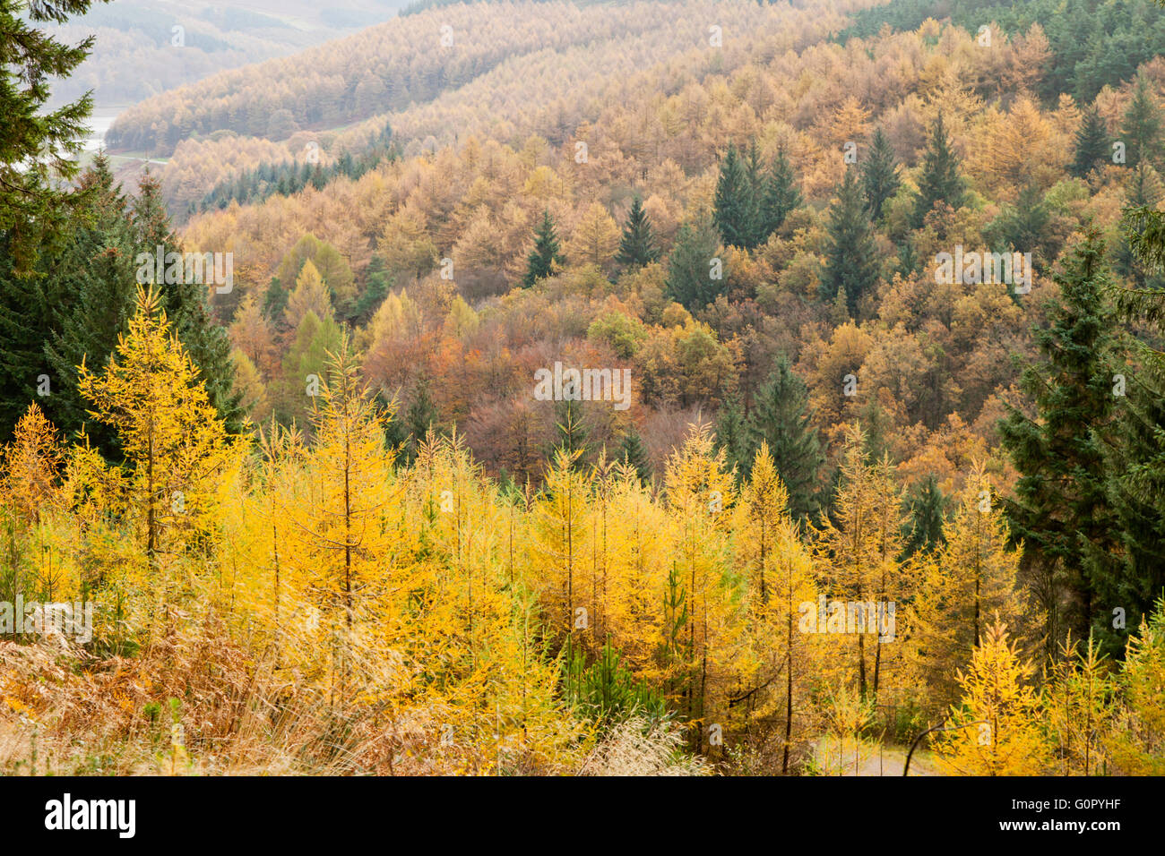 Upper Derwent Valley in Derbyshire Peaks England Großbritannien Stockfoto