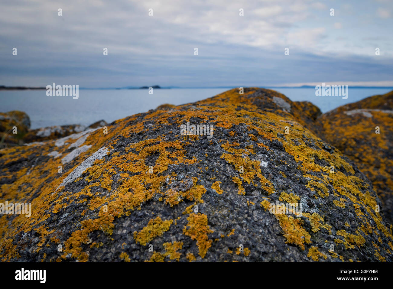Xanthoria gelb orange Flechten auf einem küstennahen Felsen direkt am Meer, in Schottland. Stockfoto