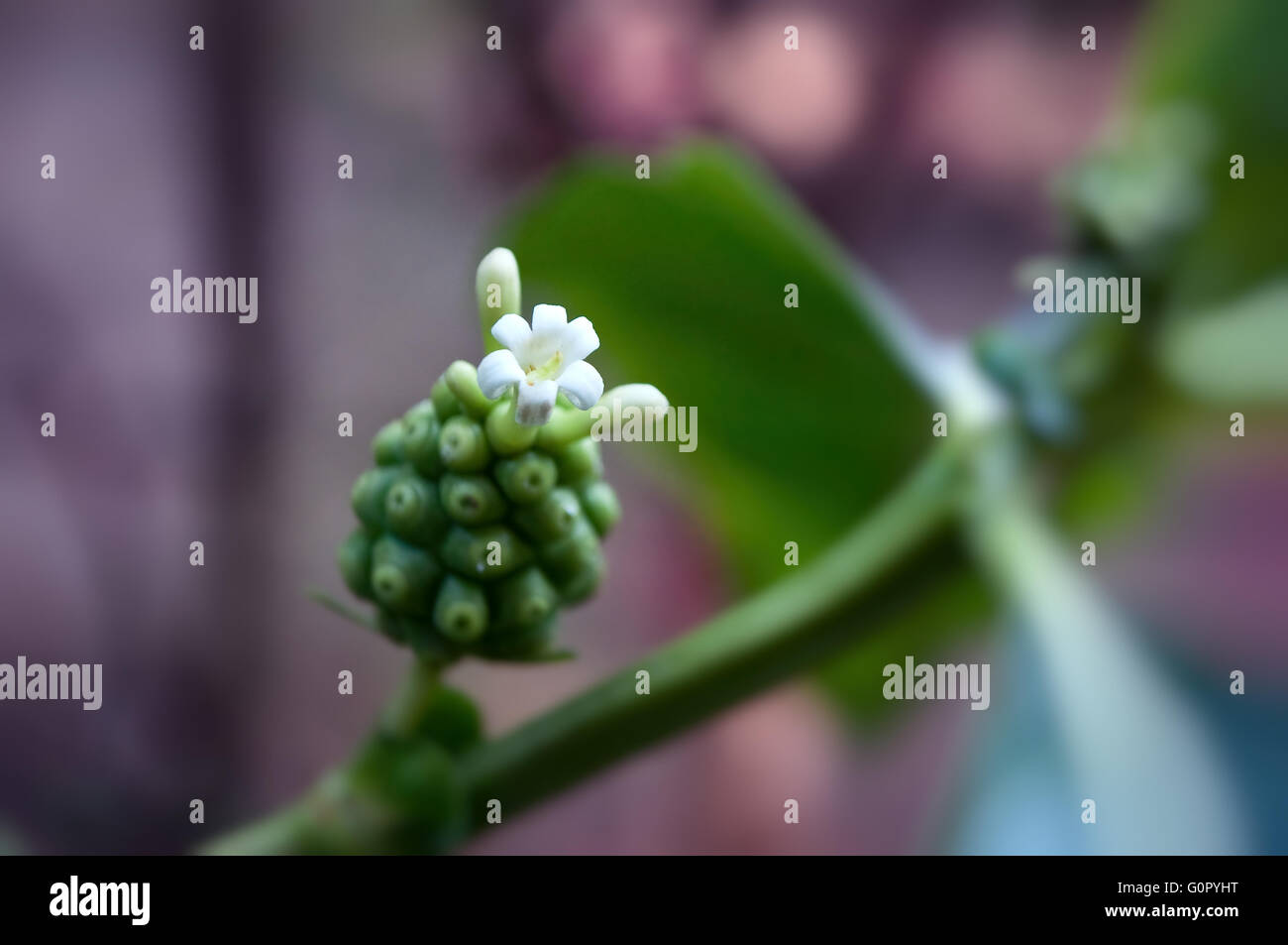 Erste blühende Noni Blume. Noni (Morinda Citrifolia) auch bekannt als große Morinda, indische Maulbeere, Noni, Strand Maulbeere und ch Stockfoto